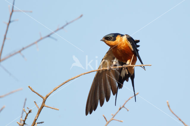 Roodborstzwaluw (Hirundo semirufa)