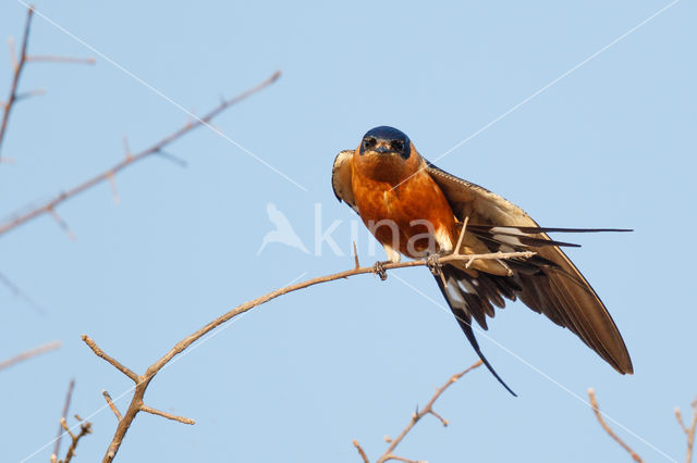 Roodborstzwaluw (Hirundo semirufa)