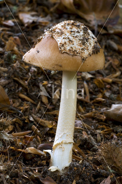 Tawny Grisette (Amanita fulva)