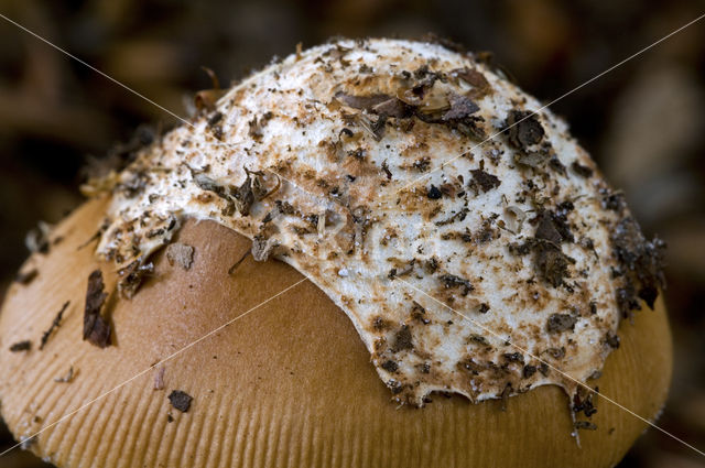 Roodbruine slanke amaniet (Amanita fulva)