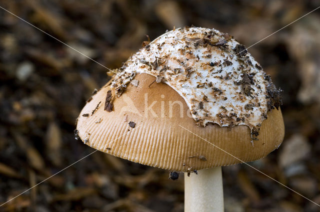 Tawny Grisette (Amanita fulva)