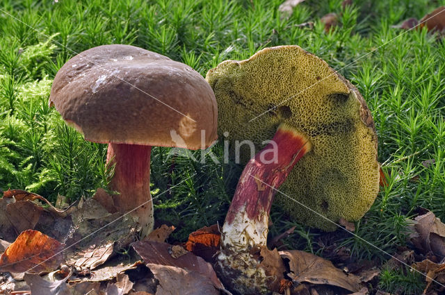 Roodsteelfluweelboleet (Boletus chrysenteron)