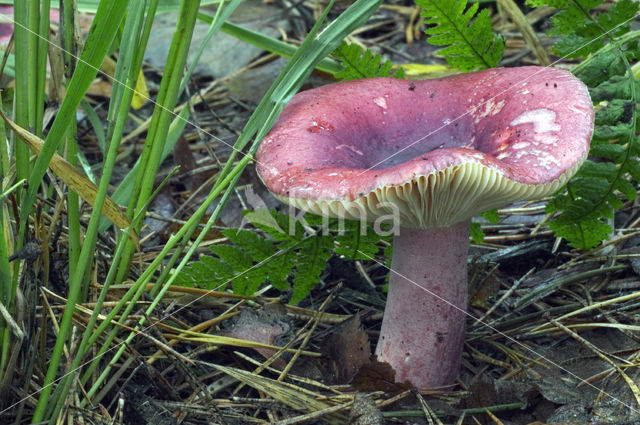 Roodvoetrussula (Russula xerampelina)