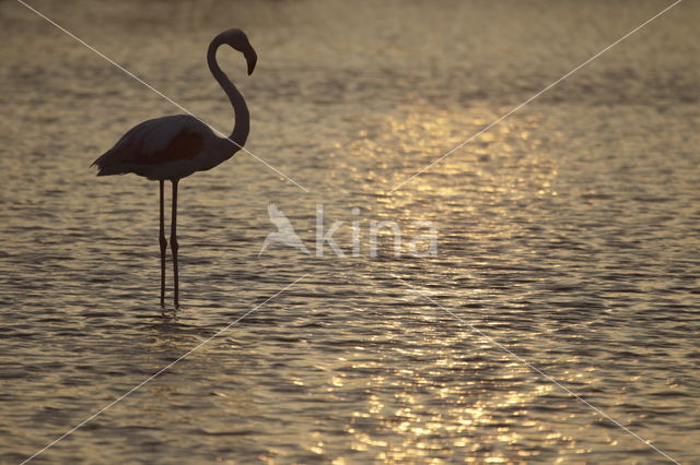 Greater Flamingo (Phoenicopterus ruber)