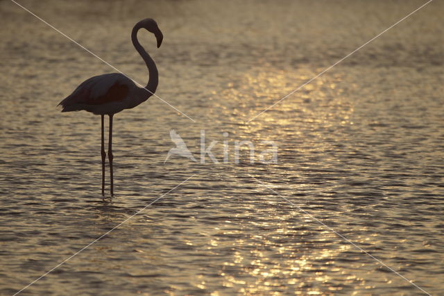 Roze flamingo (Phoenicopterus ruber)