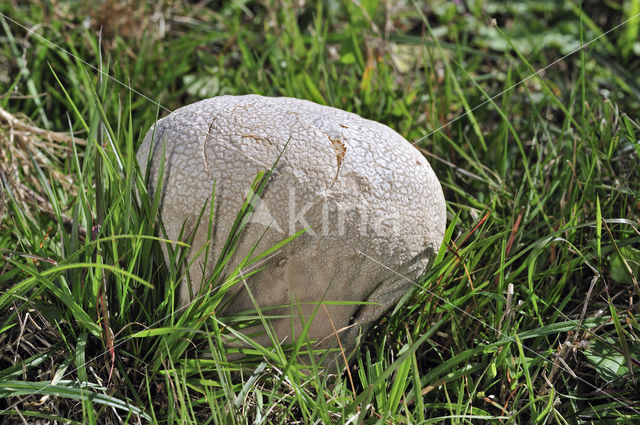 Ruitjesbovist (Calvatia utriformis)