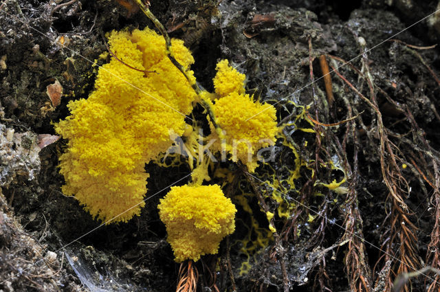 Scrambled egg slime (Fuligo septica)