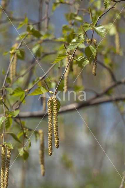 Ruwe berk (Betula pendula)