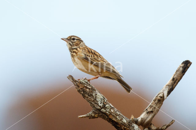 Sabota Lark (Mirafra sabota)