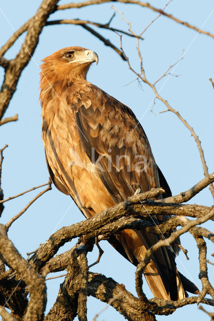 Savannearend (Aquila rapax)