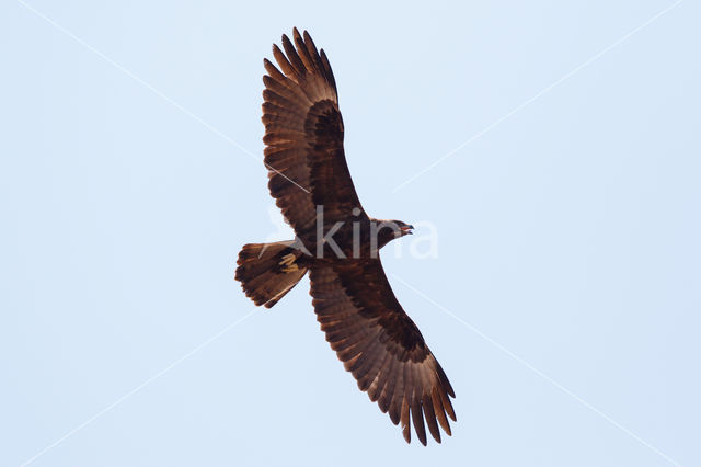 Savannearend (Aquila rapax)