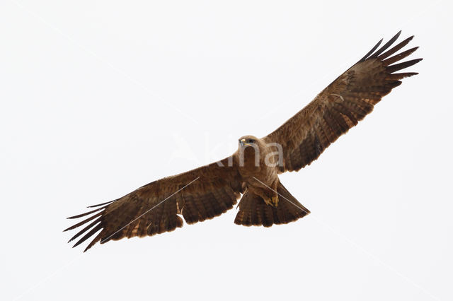 Tawny Eagle (Aquila rapax)