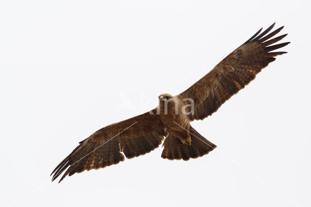 Savannearend (Aquila rapax)