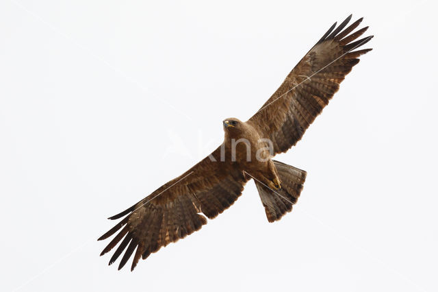 Savannearend (Aquila rapax)