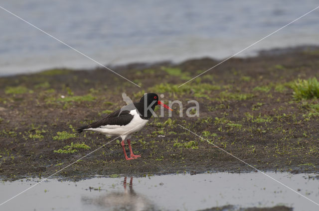 Oystercatcher (Haematopus ostralegus)