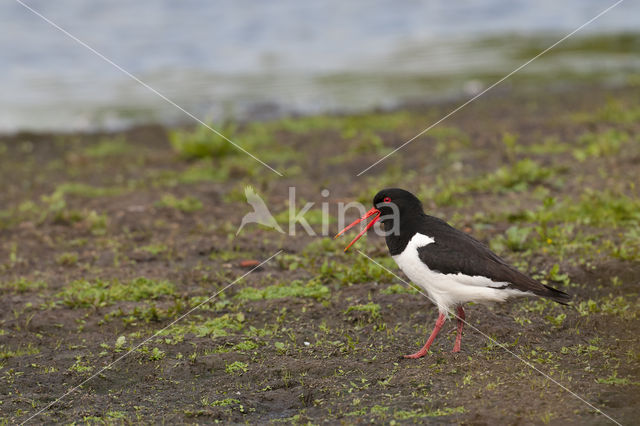 Oystercatcher (Haematopus ostralegus)