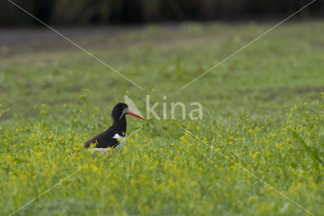 Scholekster (Haematopus ostralegus)