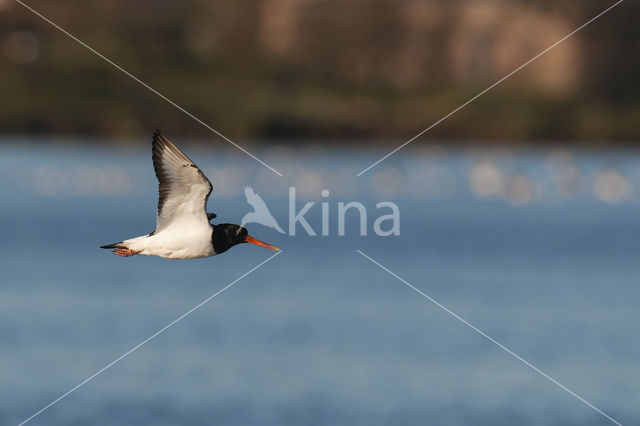 Oystercatcher (Haematopus ostralegus)