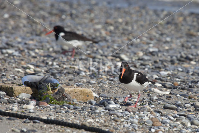 Oystercatcher (Haematopus ostralegus)