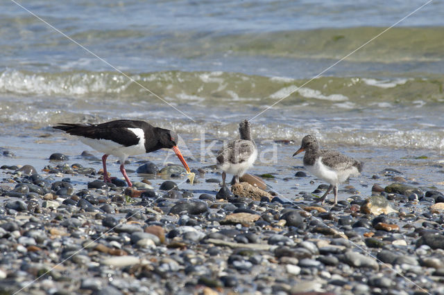 Oystercatcher (Haematopus ostralegus)