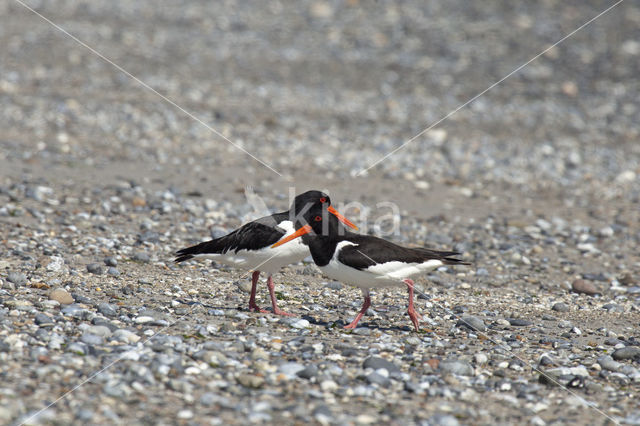 Oystercatcher (Haematopus ostralegus)