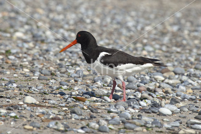 Oystercatcher (Haematopus ostralegus)