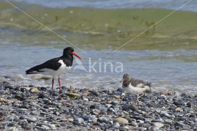 Scholekster (Haematopus ostralegus)