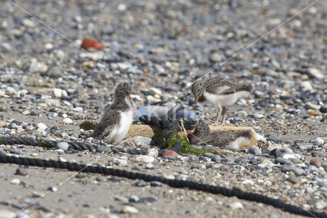 Oystercatcher (Haematopus ostralegus)