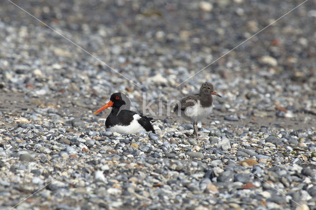 Scholekster (Haematopus ostralegus)