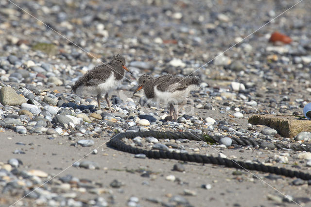 Oystercatcher (Haematopus ostralegus)