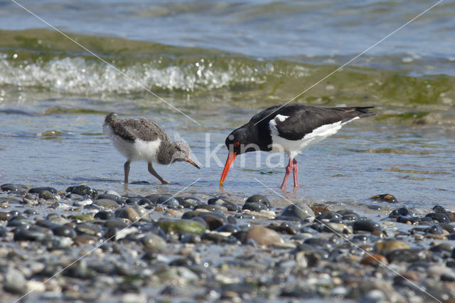 Scholekster (Haematopus ostralegus)