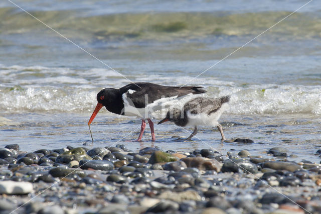 Oystercatcher (Haematopus ostralegus)