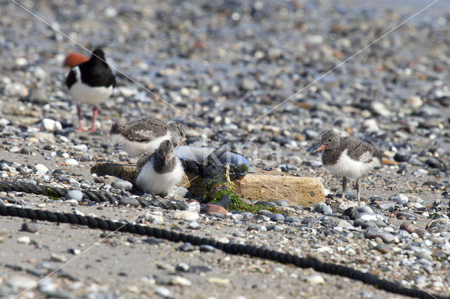 Scholekster (Haematopus ostralegus)