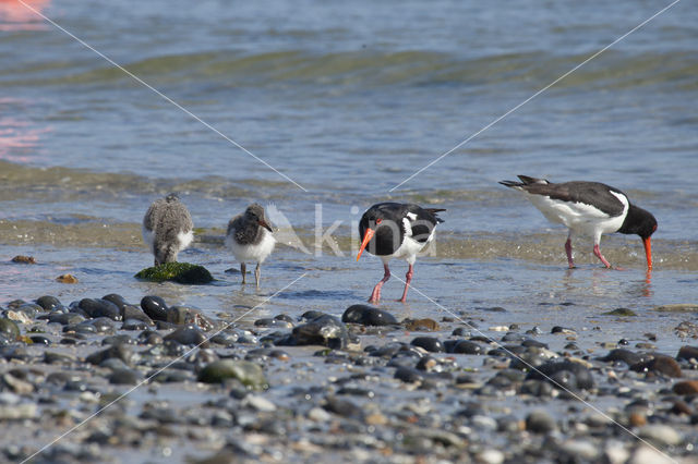 Scholekster (Haematopus ostralegus)