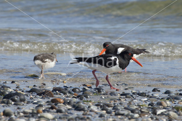 Oystercatcher (Haematopus ostralegus)