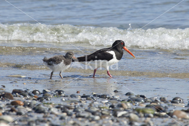 Scholekster (Haematopus ostralegus)