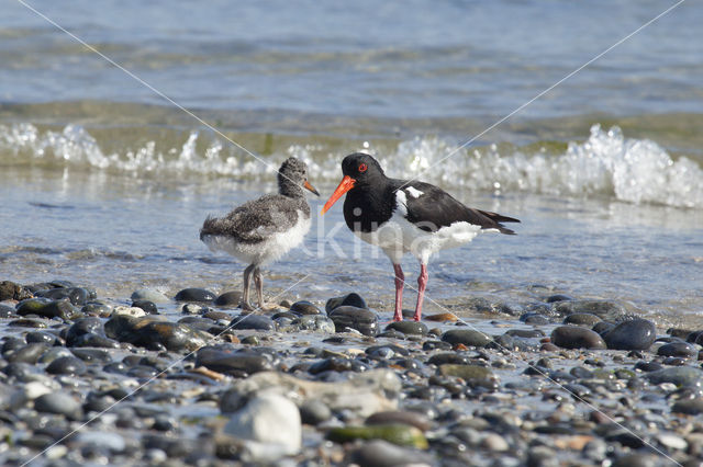 Scholekster (Haematopus ostralegus)