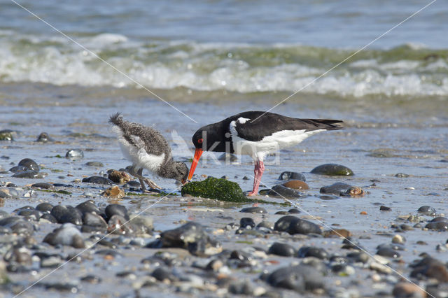 Oystercatcher (Haematopus ostralegus)
