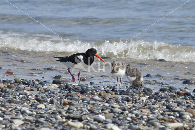 Oystercatcher (Haematopus ostralegus)