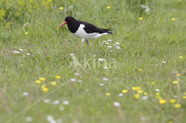 Oystercatcher (Haematopus ostralegus)