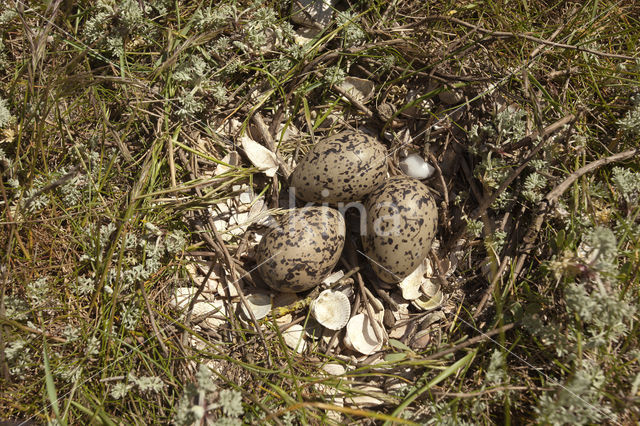 Scholekster (Haematopus ostralegus)