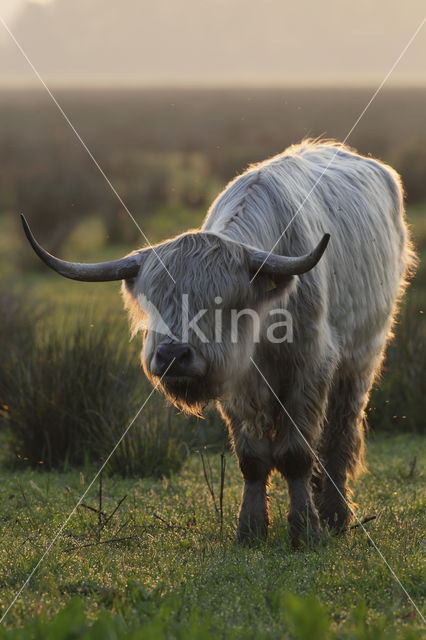 Highland Cow (Bos domesticus)