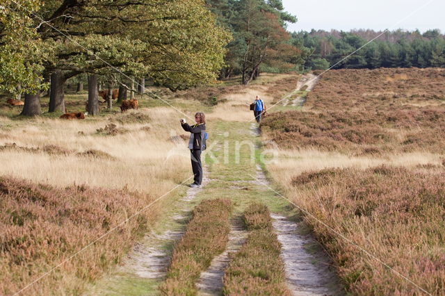 Schotse Hooglander