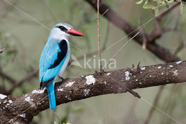 Woodland Kingfisher (Halcyon senegalensis)