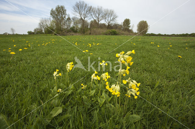 Oxlip (Primula elatior)