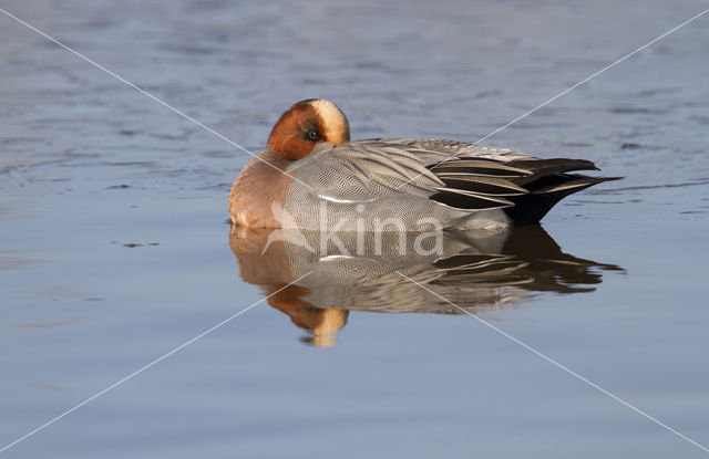 Wigeon (Anas penelope)