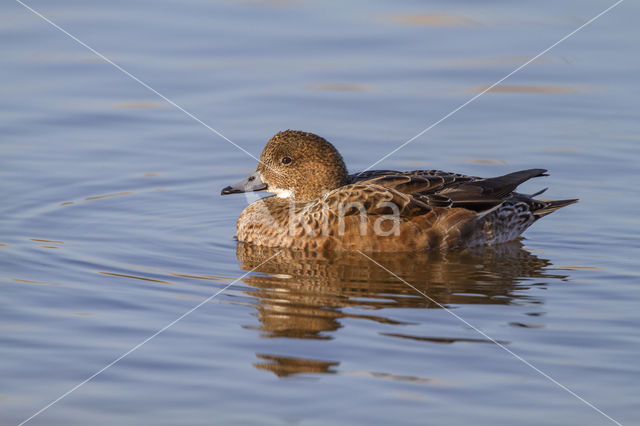 Wigeon (Anas penelope)