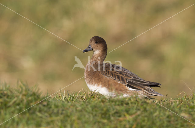 Wigeon (Anas penelope)