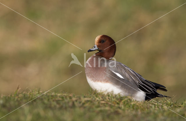 Wigeon (Anas penelope)