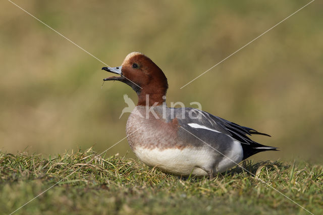 Wigeon (Anas penelope)